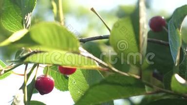 红<strong>樱桃</strong>在树枝上，有一对美味的浆果，特写。 夏季有成熟红浆果的<strong>樱桃园</strong>